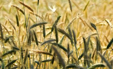 Tarım Ürünleri İhracatı Nasıl Yapılır?