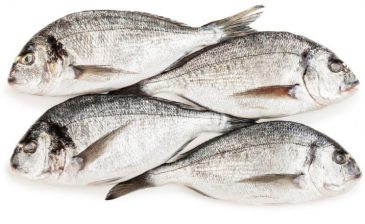 Balık İhracatı Nasıl Yapılır?